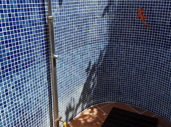 Mimosa * Морайра